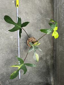 フィロデンドロンフロリダビューティー斑入りPhilodendron 'Florida Beauty' Variegated:5