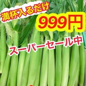 G556朝採り　山梨県産　ベビーコーン　ヤングコーン　ネコポス満杯　とうもろこし