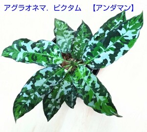 アグラオネマ　ピクタム アンダマン トリカラー　Aglaonema pictum tricolor 【Andaman】