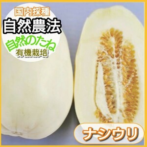 ナシウリ　ウリの種　無農薬の種　自農系　野菜の種　タネ　自然農法　国内採種　家庭菜園　有機野菜　身体に安心　農業　10粒