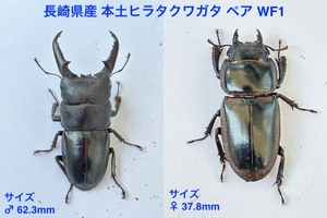 ★★ 無くなり次第終了 ★★ 本土ヒラタクワガタ 長崎県産 新成虫 オス♂ 62.3mm メス♀ 37.8mm ペア 野外採集品メスより累代 WF1