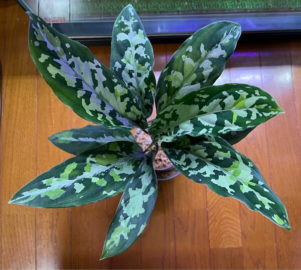 Aglaonema pictum GW1507 メサイア Padang sidempuan 【TB】アグラオネマ ピクタム