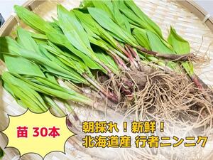  Hokkaido production natural thing line person garlic seedling 30ps.
