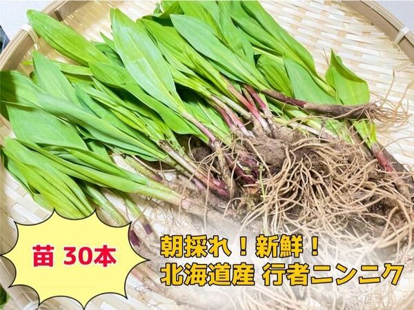 北海道産 天然物 行者ニンニク 苗30本