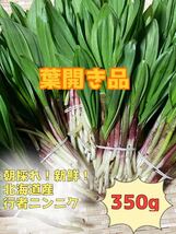 北海道産　天然物　行者ニンニク　350g 葉開き_画像1