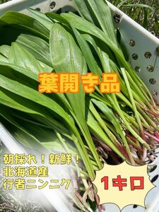 北海道産 天然物 行者ニンニク 葉開き 1キロ