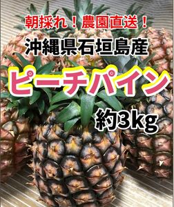 沖縄県石垣島産ピーチパイン約3キロ