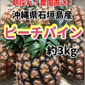 沖縄県石垣島産ピーチパイン約3キロ