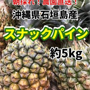 沖縄県石垣島産スナックパイン約5キロ 