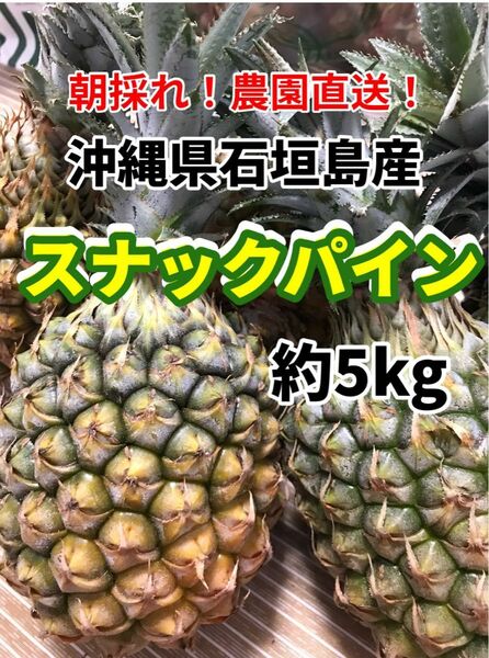 沖縄県石垣島産スナックパイン約5キロ 