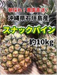 沖縄県石垣島産スナックパイン 約10kgパイナップル