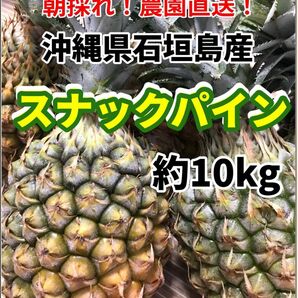 沖縄県石垣島産スナックパイン約10キロ 