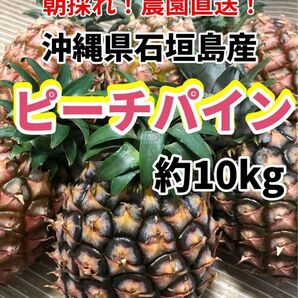 沖縄県石垣島産ピーチパイン約10kgパイナップル