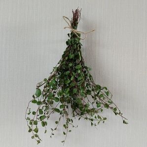 【挿し木用】ワイヤープランツ