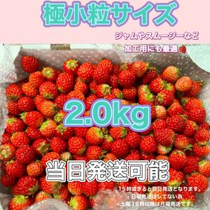 極小粒サイズ 約2.0kg　紅ほっぺ　いちご 