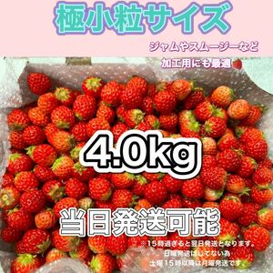 極小粒サイズ　約4.0kg　紅ほっぺ　いちご 