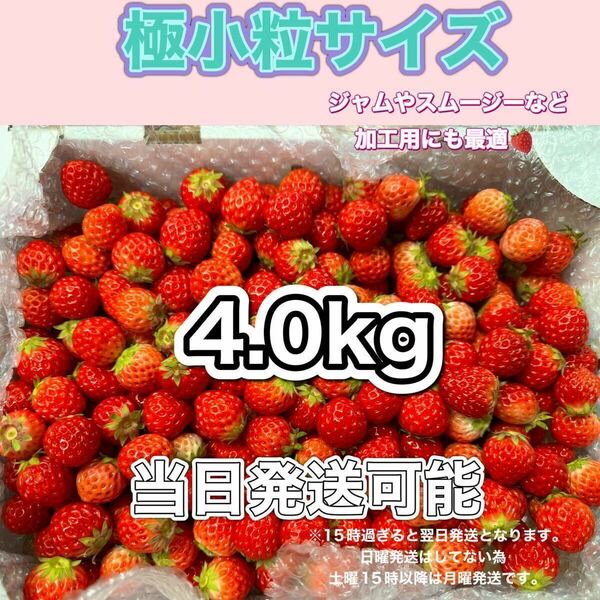 極小粒サイズ　約4.0kg　紅ほっぺ　いちご 