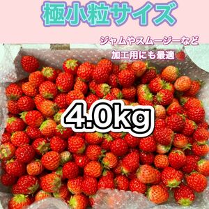 極小粒サイズ　 約4.0kg　紅ほっぺ　いちご 