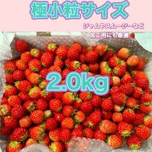 極小粒サイズ 約2.0kg　紅ほっぺ　いちご _画像1