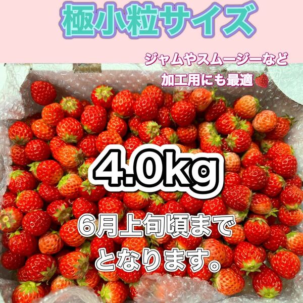 極小粒サイズ　 約4.0kg　紅ほっぺ　いちご 