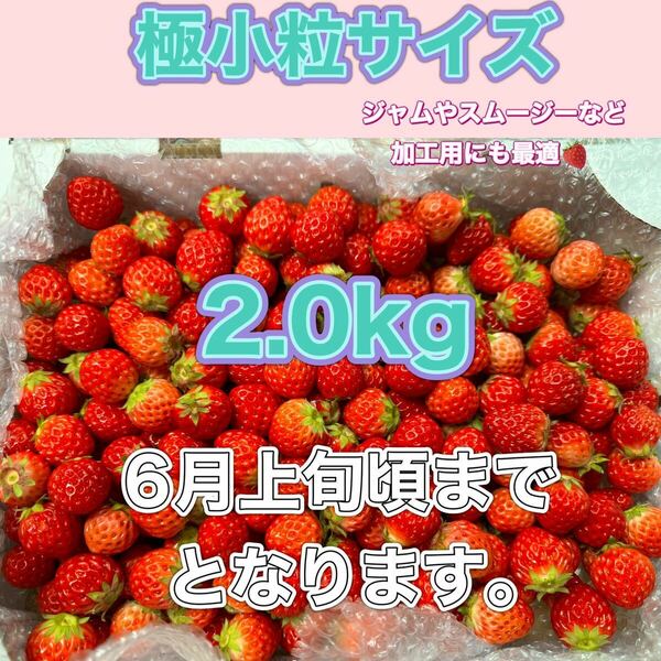 極小粒サイズ　 約2.0kg　紅ほっぺ　いちご 