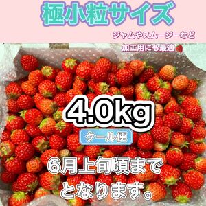 【クール便】極小粒サイズ　 約4.0kg　紅ほっぺ　いちご 