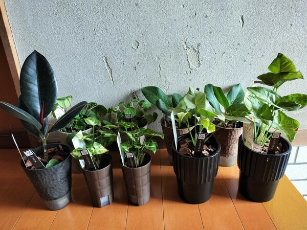 お買い得　観葉植物　シンゴニウム×4　フィカス×3　ペペロミア×2　ラクチン水管理　 9セット ポットごと