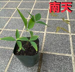 南天苗1株　自然発芽　赤実