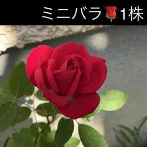 ミニバラ1株　赤花　四季咲き　薔薇　バラ