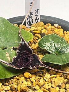 山野草　オナガカンアオイ 　梅弁素黒花３