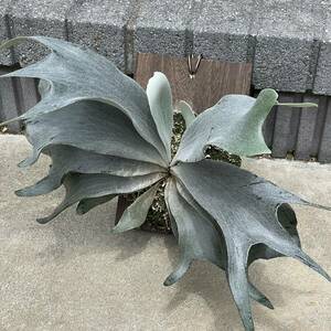 P.White bat white bat . stock staghorn fern 