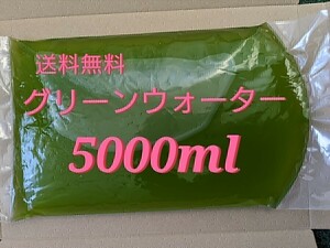 グリーンウォーター 濃いめ 5000ml　メダカ　稚魚　ミジンコ　青水