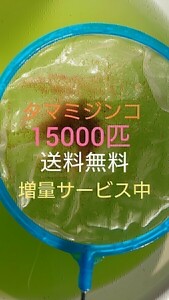 タマミジンコ　約15000匹　グリーンウォーター メダカの餌　活餌