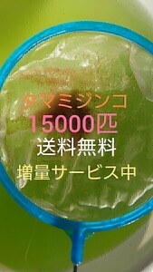 タマミジンコ　約15000匹　グリーンウォーター メダカの餌　活餌