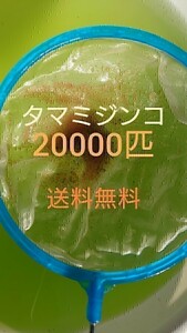 タマミジンコ　約20000匹　グリーンウォーター メダカの餌