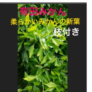 有田みかんアゲハ蝶柔らかいみかんの新芽　大小９０枚