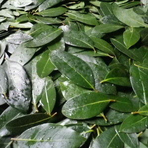 うちのローリエ 月桂樹の葉 一袋２０ｇ（約１００枚）を２袋で 即決②の画像2