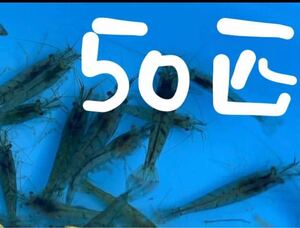  as for distant place persons single goods buy please do not do.mi Nami freshwater prawn 50 pcs 