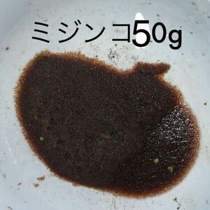 ミジンコ50g 送料無料　複数落札は増量！