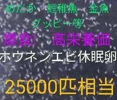 送料無料!　めだか爆食！高栄養価　ホウネンエビ　休眠乾燥卵　約25000個　取説付　金魚　鯉稚魚　熱帯魚 グッピー餌