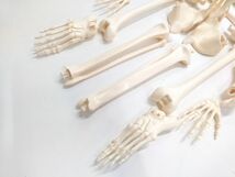 ▲ 人体骨格模型 人体模型 全身 骨 教育 医学 骸骨 取り外し可能 0513B-1 @140 ▲_画像7