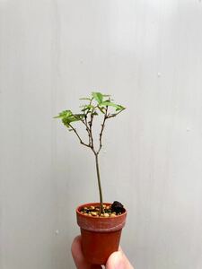  real raw 2 year *keyaki bonsai material 