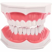 torsoya 歯模型 取り外し可能 説明 指導 練習 歯磨き 模型 歯形 89_画像1
