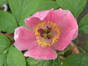 山野草　ヤマシャクヤク　紅花　■石鎚紅　実生品？年生■