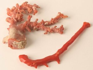 【流】鑑賞美術 血赤珊瑚 枝珊瑚 二点 重量20g TS787