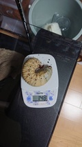 お客様飼育148g(孵化して10ヶ月)