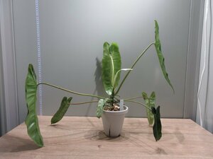 【フィロデンドロン】 Philodendron paraiso verdes variegated_フィロデンドロン・パライソヴェルデ