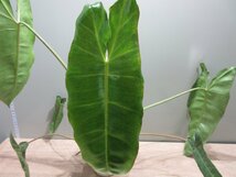 【フィロデンドロン】 Philodendron paraiso verdes variegated_フィロデンドロン・パライソヴェルデ_画像5