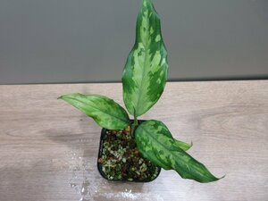 【妖艶】 アグラオネマ Aglaonema pictum tricolor 西スマトラ産