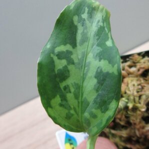 【渋美】アグラオネマ Aglaonema pictum tricolor Siberut 2nd 【LA2014-03】の画像3